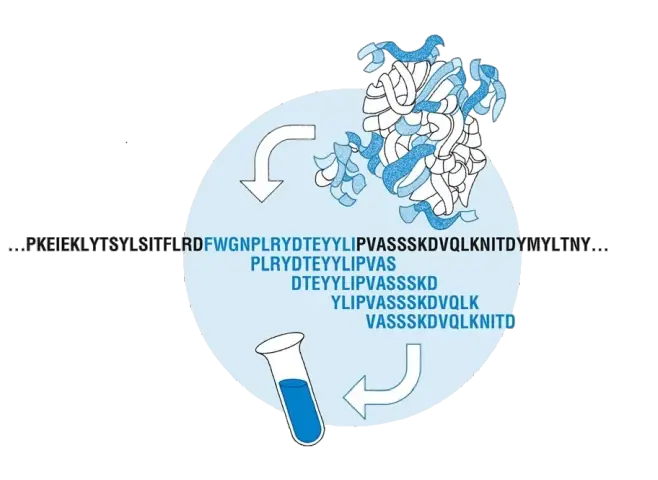 Protein Sequence to Peptide