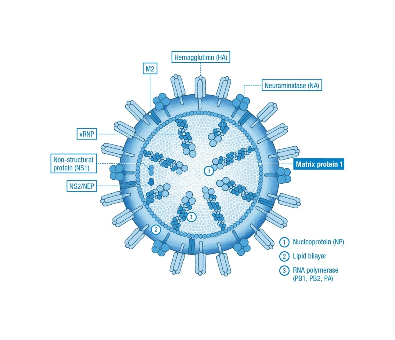 Schematic diagram of an influenza A virus labeled with hemagglutinin, neuraminidase, matrix protein 1, M2, vRNP, NS1, NS2/NEP, and components nucleoprotein, lipid bilayer, and RNA polymerase