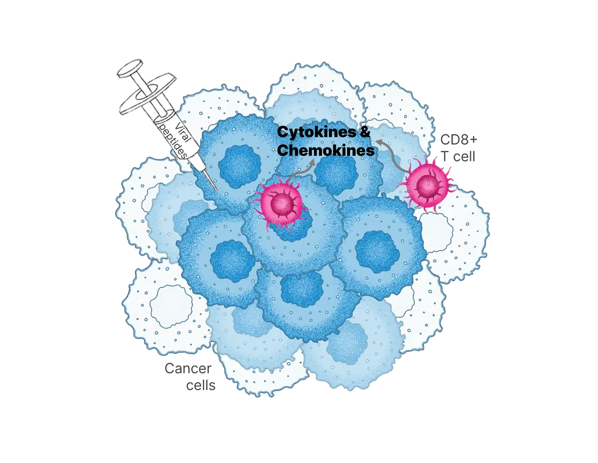 Graphic illustration of cancer cells being injected with a peptide via syringe showing release of cytokines and chemokines with two highlighted immune cells