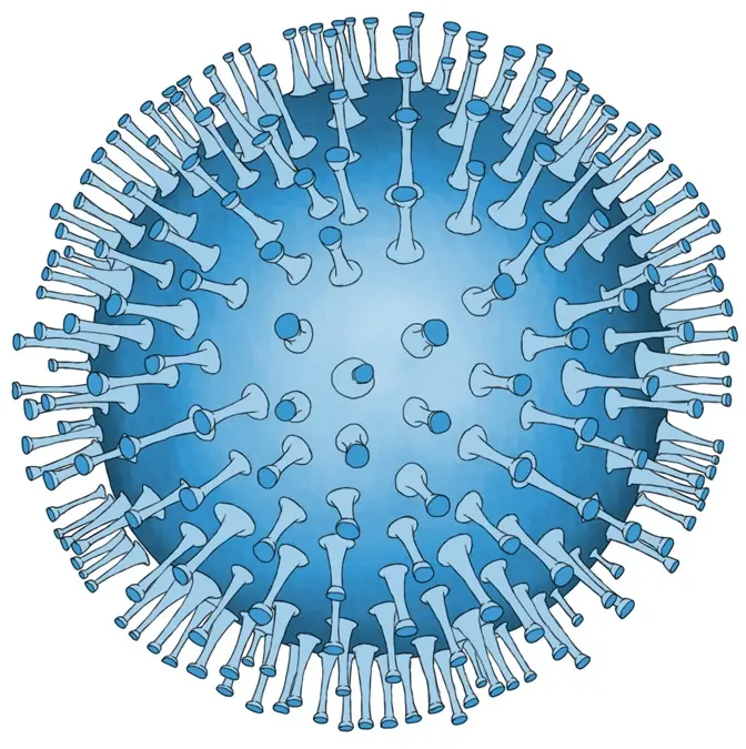 Epstein-Barr-Virus-Model