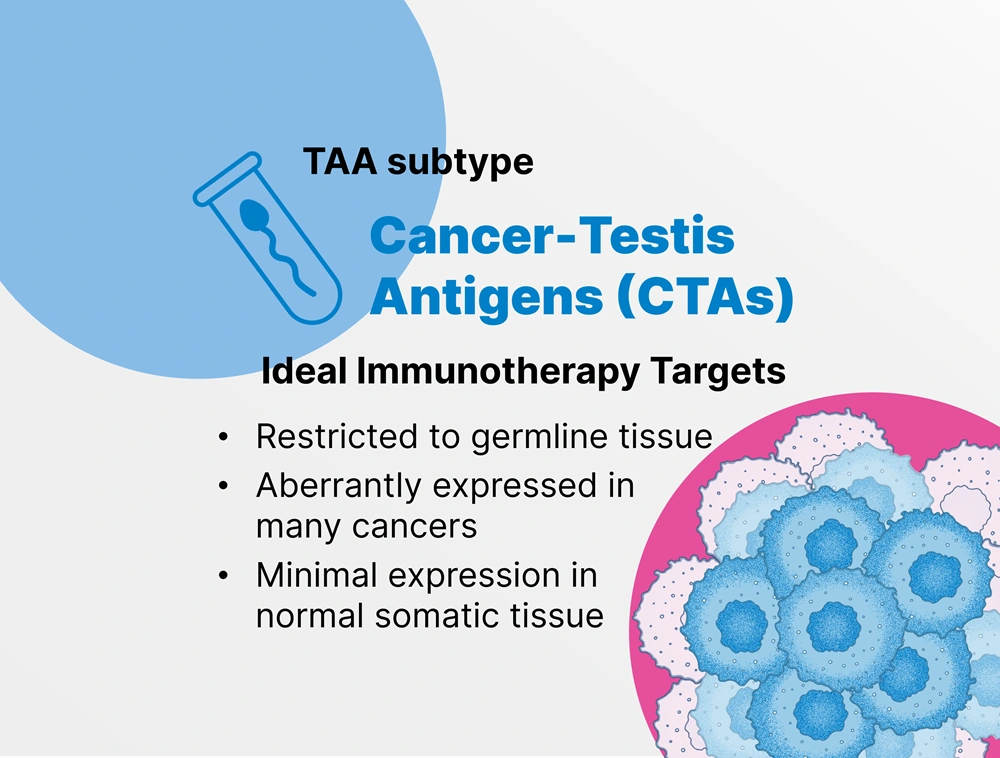 Scientific illustration of Cancer-Testis Antigens (CTAs) expression on tumor cells for targeted immunotherapy.