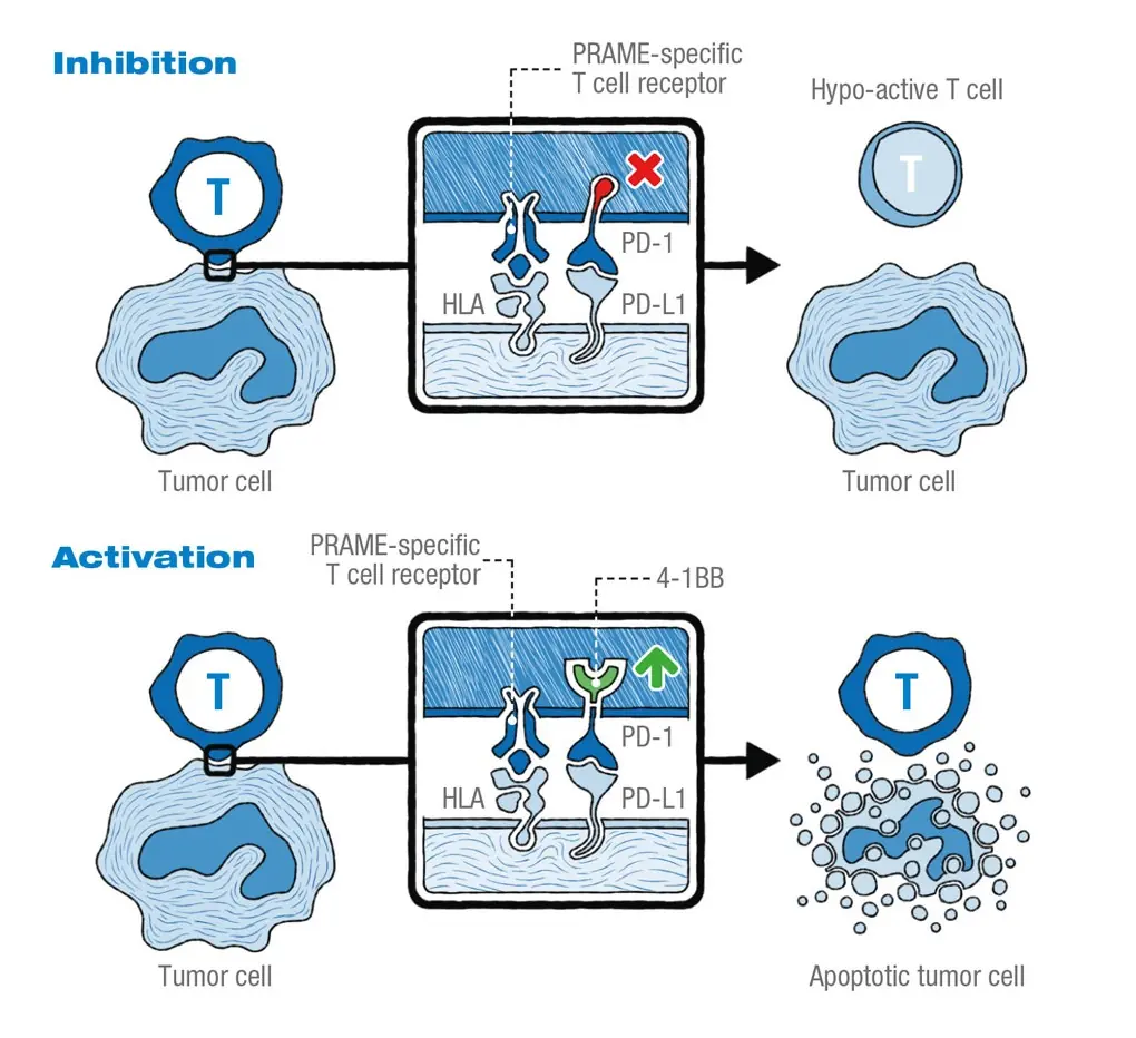 PRAME-specific-T-cell-receptor-and-Chimeric-PD1-41BB