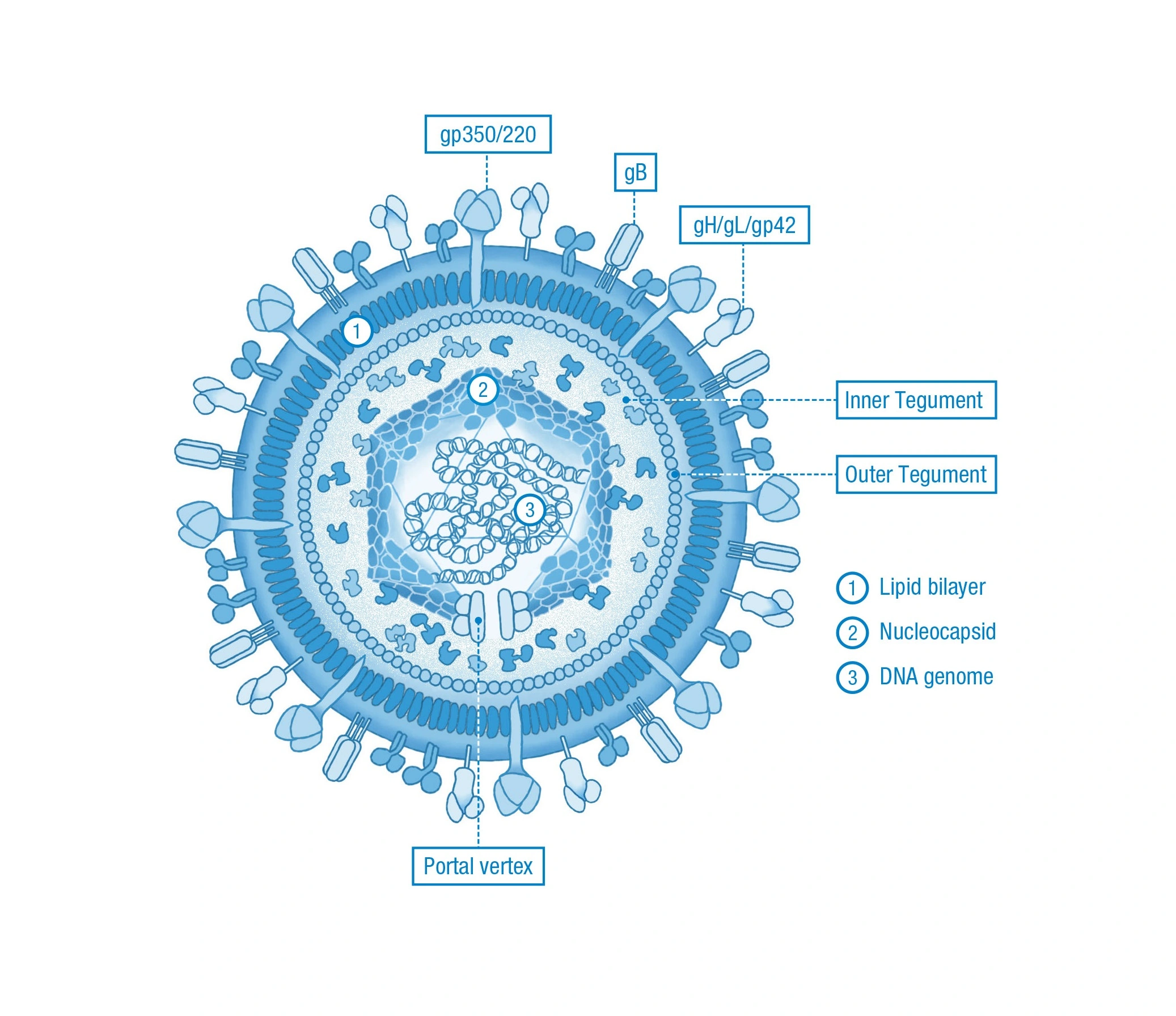 Schematic diagram of Epstein-Barr virus labeled with lipid bilayer, nucleocapsid, DNA genome, inner and outer tegument, and various surface proteins.