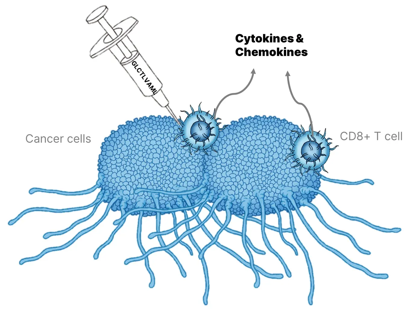 Infographic of Peptide Alarm Therapy: Viral peptides label tumor cells for destruction by pre-existing memory T-cells.