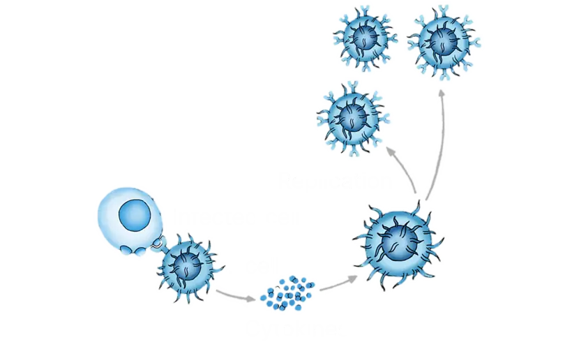Graphic showing virus particles attacking an infected cell labeled 'Infected cell', with labels 'T cell', 'Cytokines', and 'Replication'