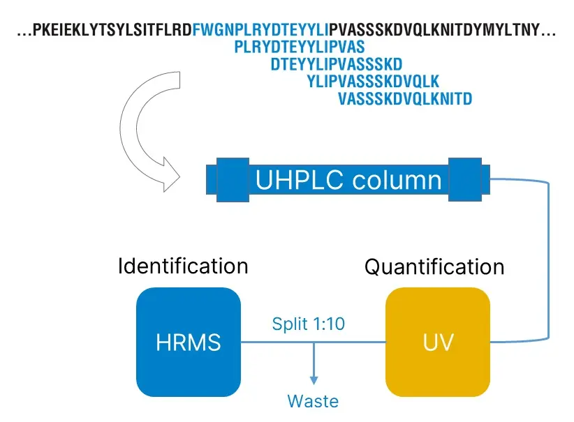 Infographic of the analytical QC process for peptide pools: UHPLC separation followed by UV and High-Resolution Mass Spectrometry (HRMS) detection.