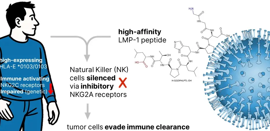 Graphic showing a man with highlighted immunological features and a molecular model of the LMP-1 peptide next to a virus particle.