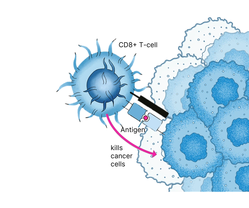 Drawing of cancer cells and a CD8+ T cell recognizing a cancer-specific antigen