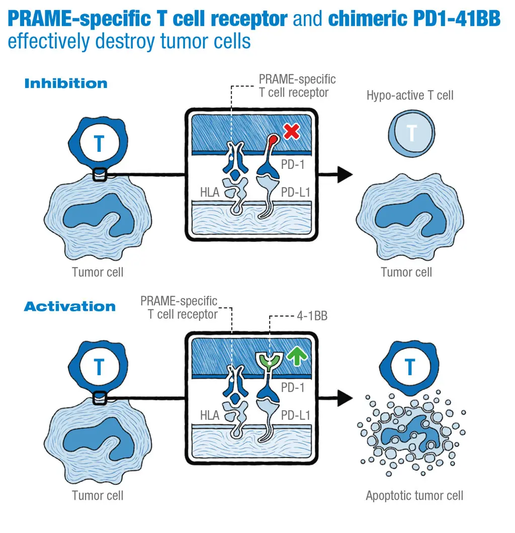 Drawing of PRAME-specific t-cell receptor and chimeric PD1-41BB