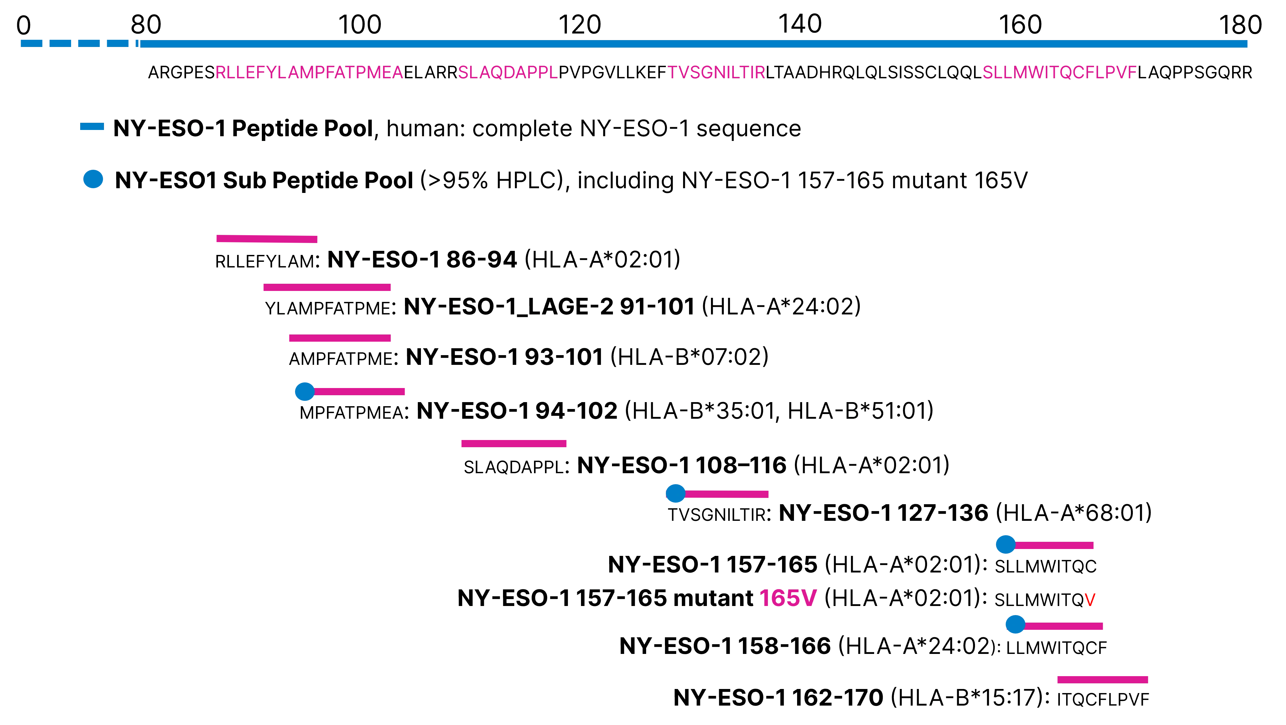 Canonical sequence of NY-ESO-1 and overview over peptides&elephants' NY-ESO-1 peptides and peptide pools