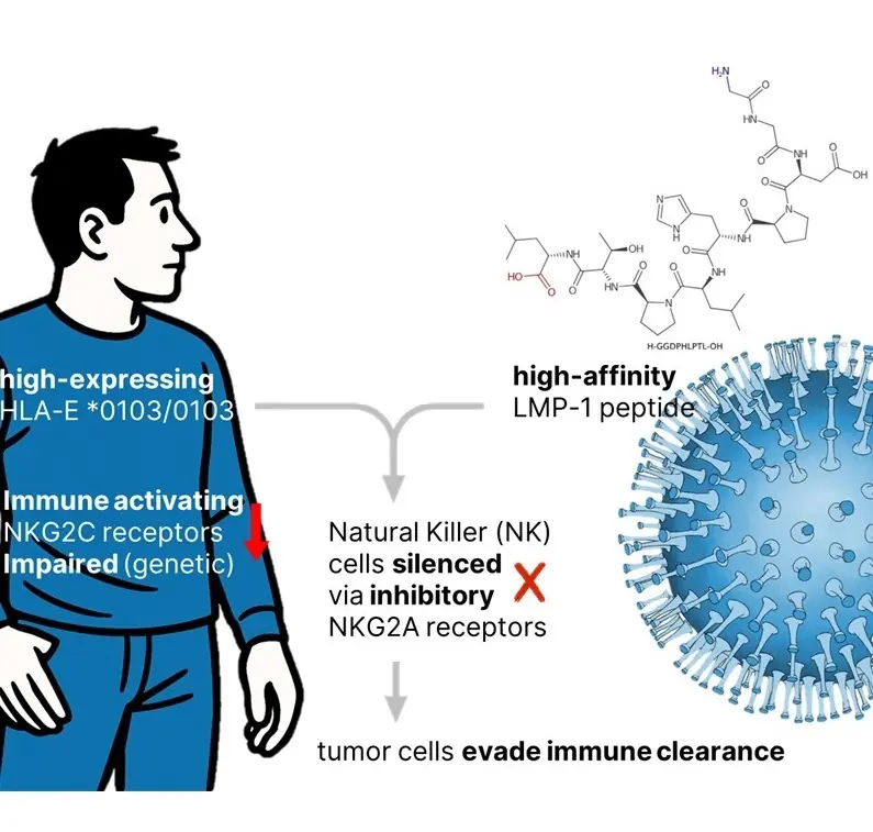 Infographic of the EBV-LMP1 immune escape mechanism: Viral peptides presented by HLA-E inhibit NK cells via NKG2A receptors, with therapeutic reversal through monoclonal antibodies.