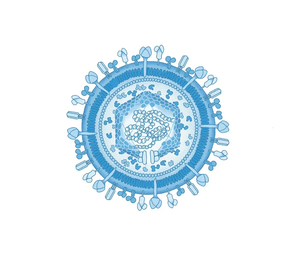 Schematic diagram of Epstein-Barr virus